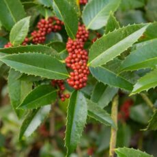 5056771002311 1 Ilex koehneana Chestnut Leaf.jpg